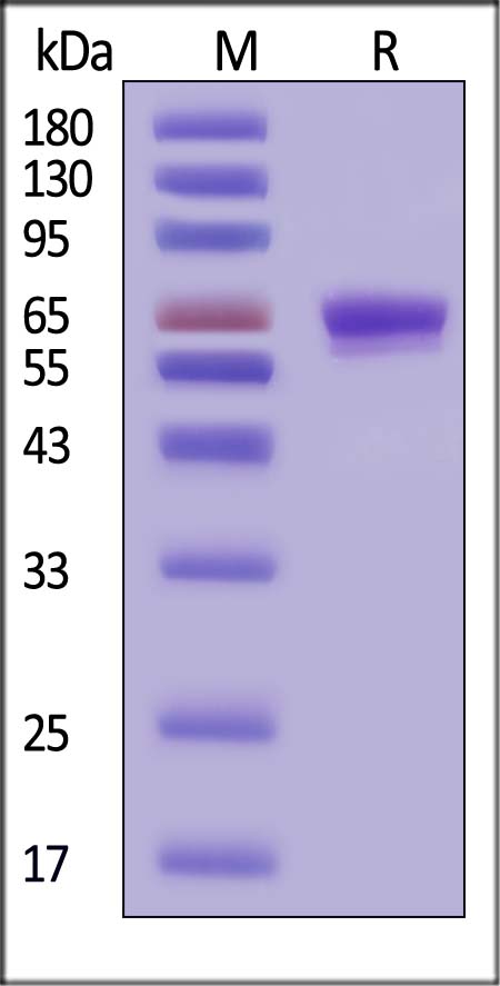 CD7 SDS-PAGE