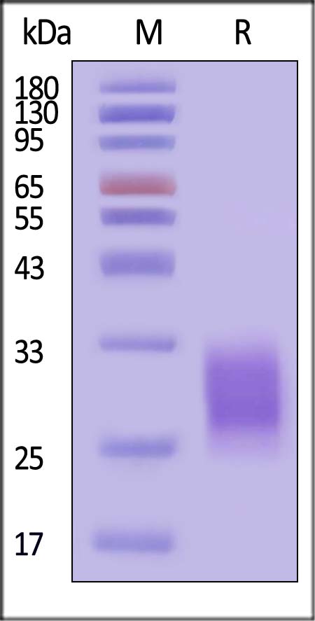 EMMPRIN SDS-PAGE