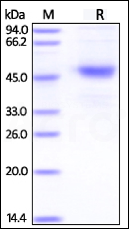 CD37 SDS-PAGE