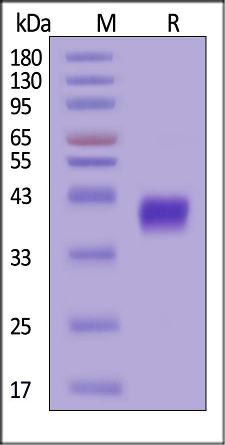 CD38 SDS-PAGE