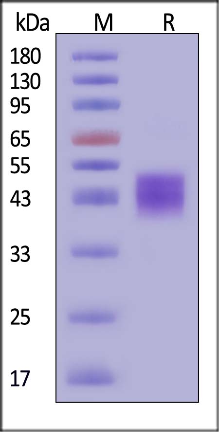 CD38 SDS-PAGE