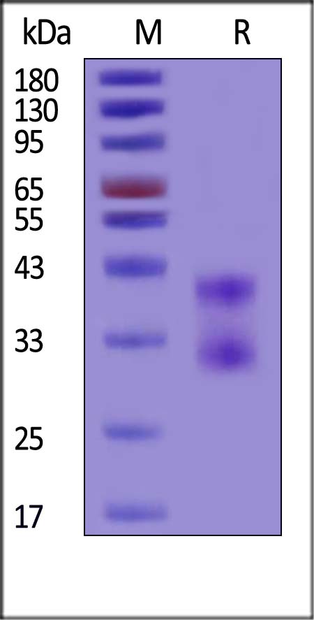 CD8 alpha & beta SDS-PAGE
