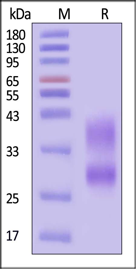 CD79A & CD79B SDS-PAGE