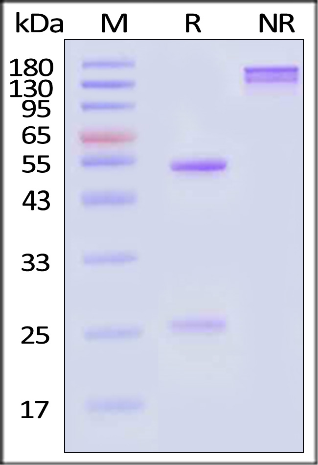 CD3 SDS-PAGE