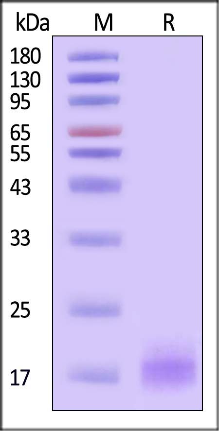 CD3 epsilon SDS-PAGE
