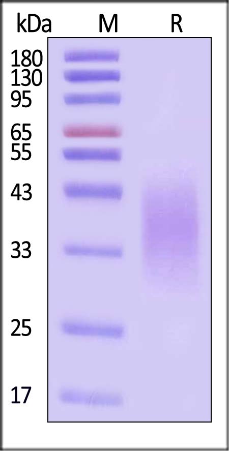 CEACAM-5 SDS-PAGE