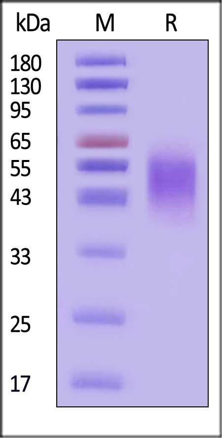 CEACAM-5 SDS-PAGE