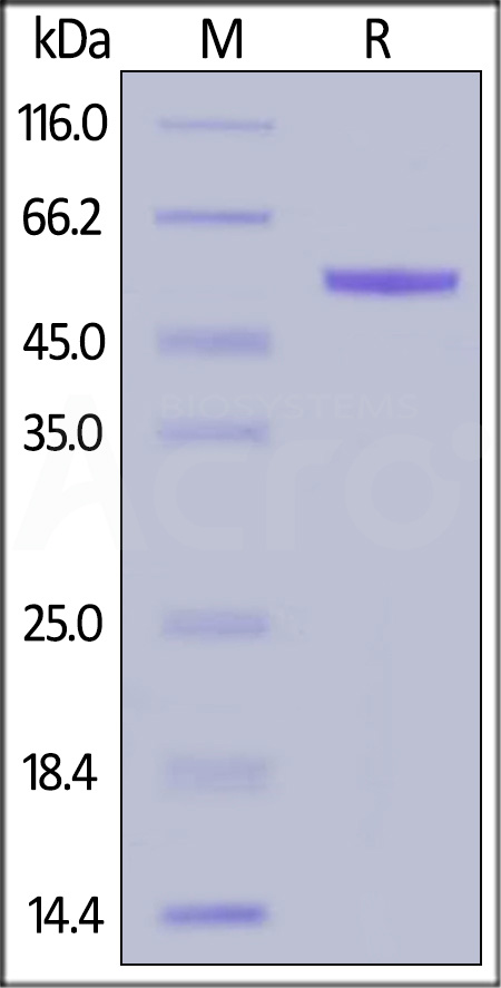 Complement Factor D SDS-PAGE