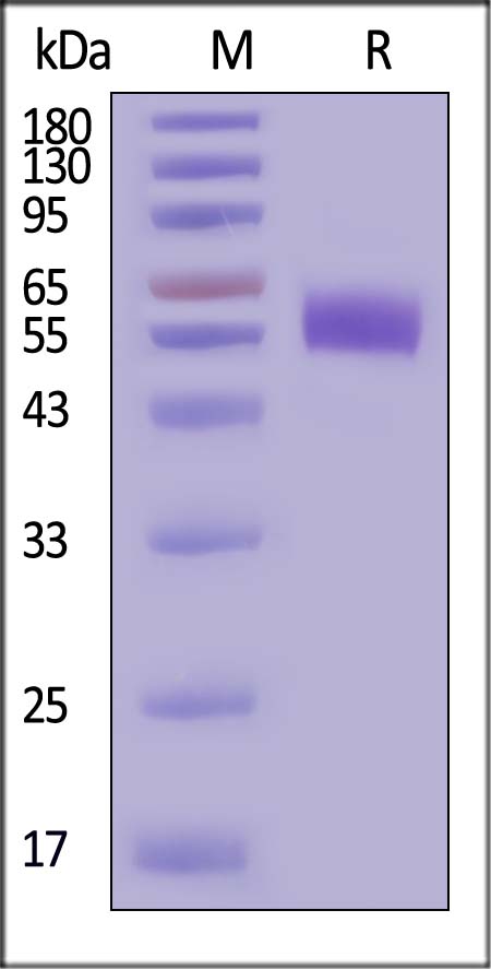 CLEC5A SDS-PAGE
