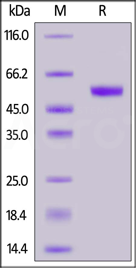 Human CLEC4C / BDCA2 Protein, Fc Tag