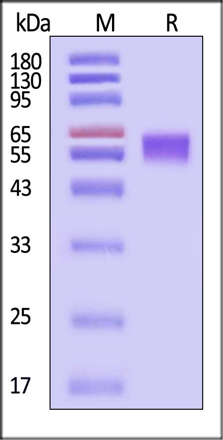 CNTF R alpha SDS-PAGE