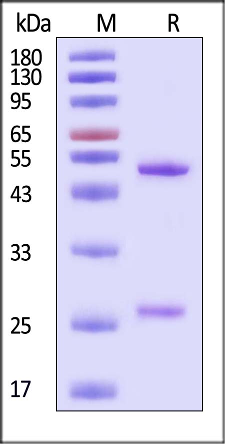 Monoclonal Anti-Human Datopotamab Antibody, Mouse IgG1 (7D3) (MALS verified)