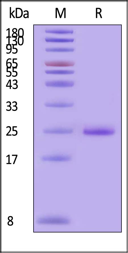 DLL3 SDS-PAGE