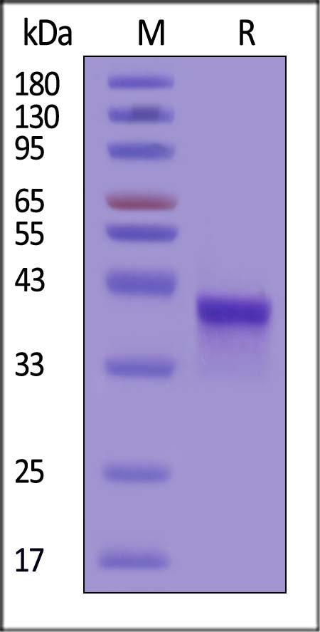 DLL3 SDS-PAGE