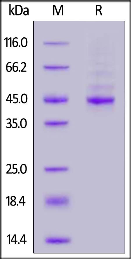 DLL3 SDS-PAGE