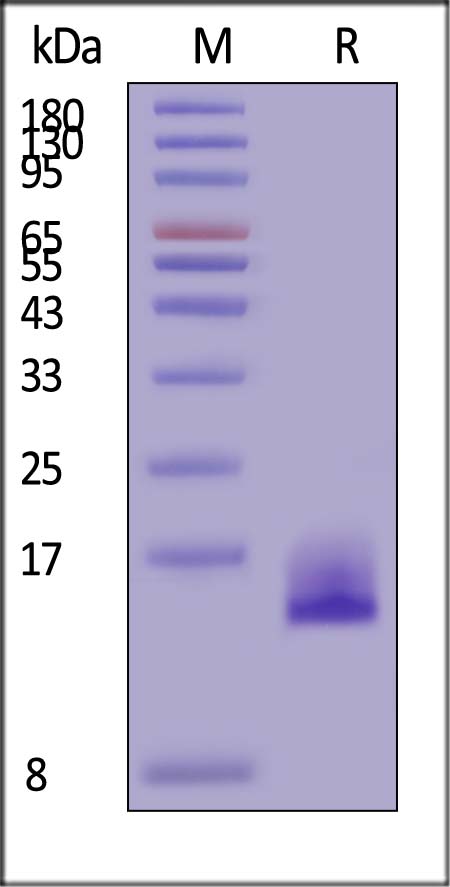 DLL3 SDS-PAGE