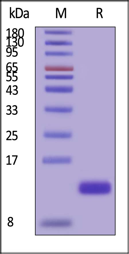 DLL3 SDS-PAGE