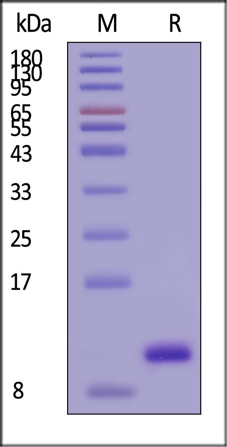 DLL3 SDS-PAGE