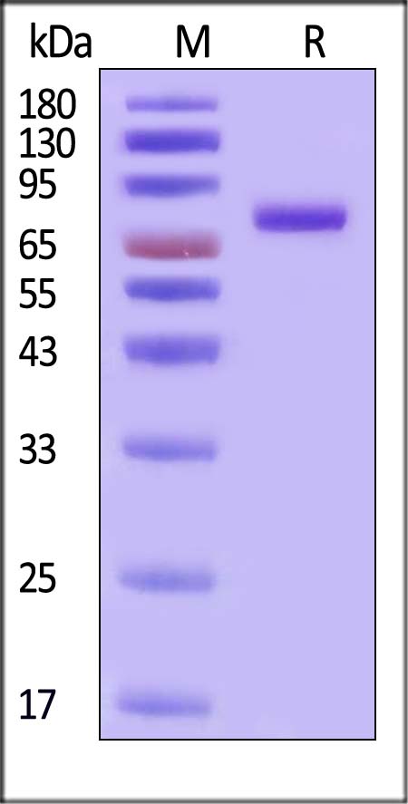 DSG-3 SDS-PAGE