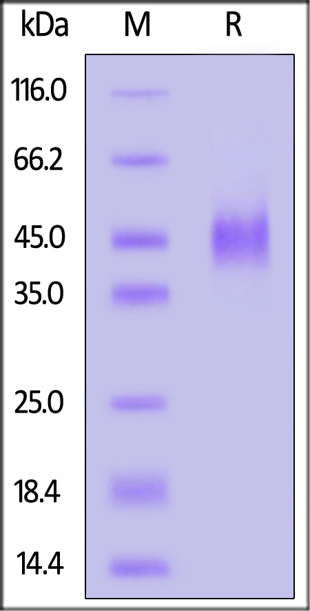 E8L (MPXV) SDS-PAGE