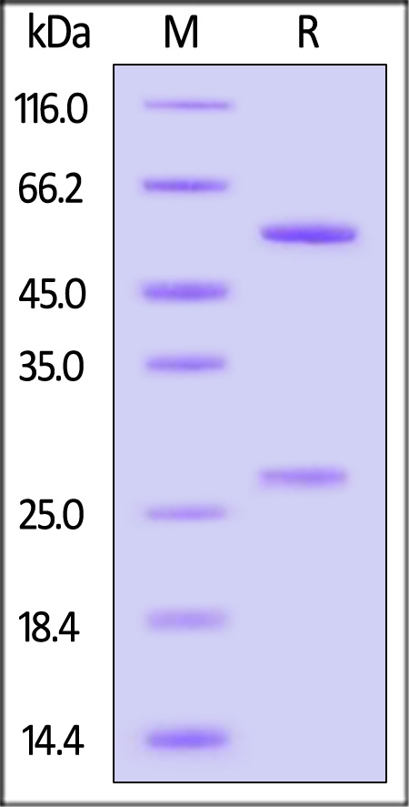Monoclonal Anti-Monkeypox-E8L Antibody, Human IgG1 (1C12) (MALS verified)