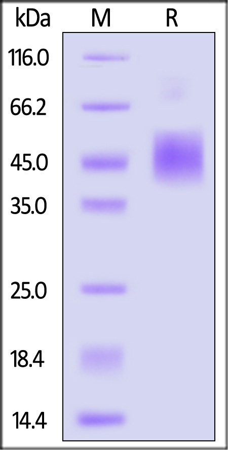 Biotinylated Monkeypox virus (strain Zaire-96-I-16) E8L Protein