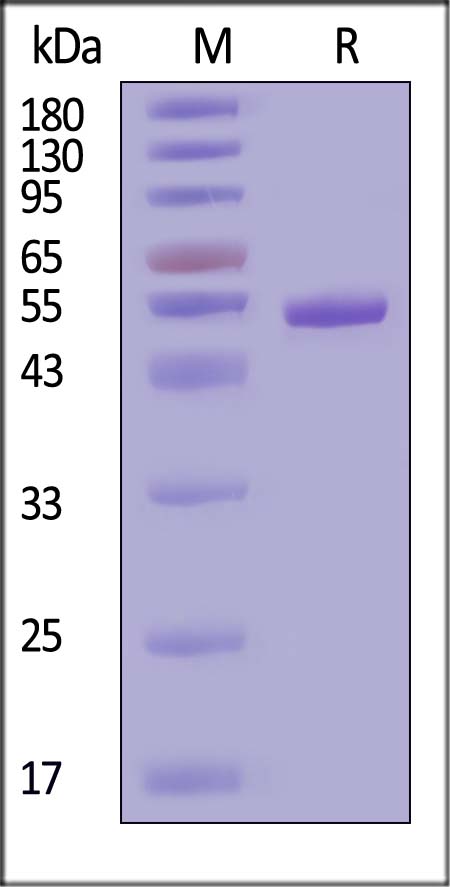 Ephrin-A4 SDS-PAGE