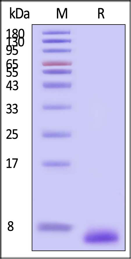 EGF SDS-PAGE