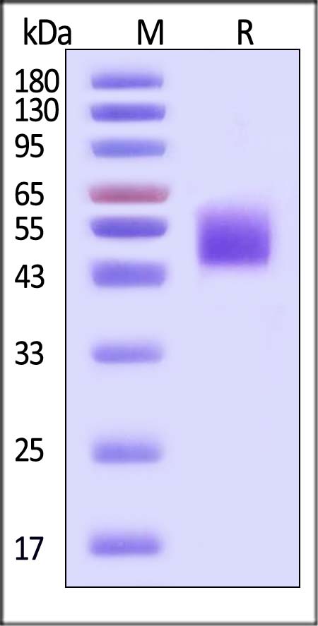 ENPP3 SDS-PAGE