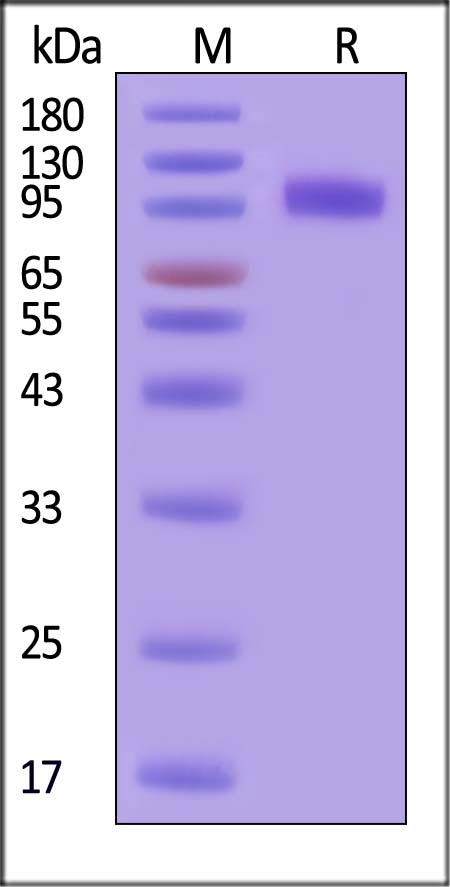 ErbB4 SDS-PAGE