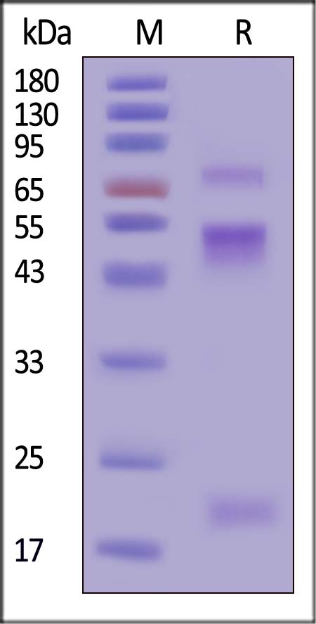 Coagulation factor X SDS-PAGE