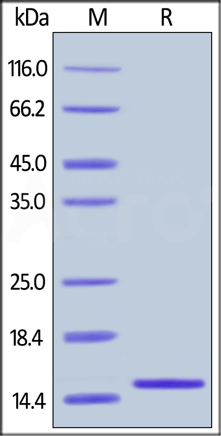 FABP2 SDS-PAGE