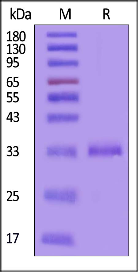 FGF13 SDS-PAGE