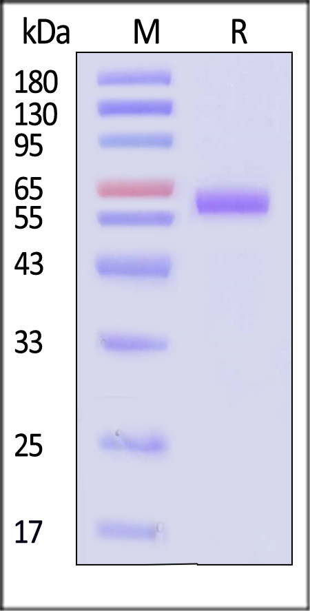 Fusion glycoprotein SDS-PAGE