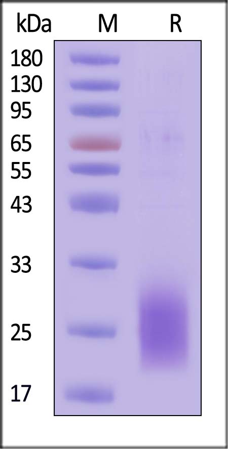 GIPR SDS-PAGE
