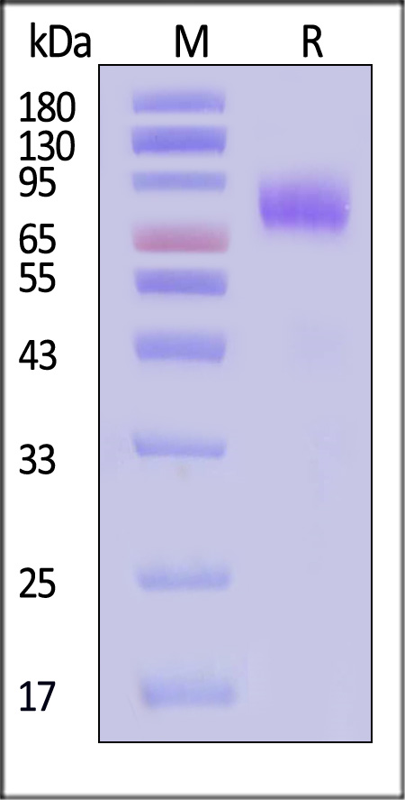 Glycoprotein SDS-PAGE