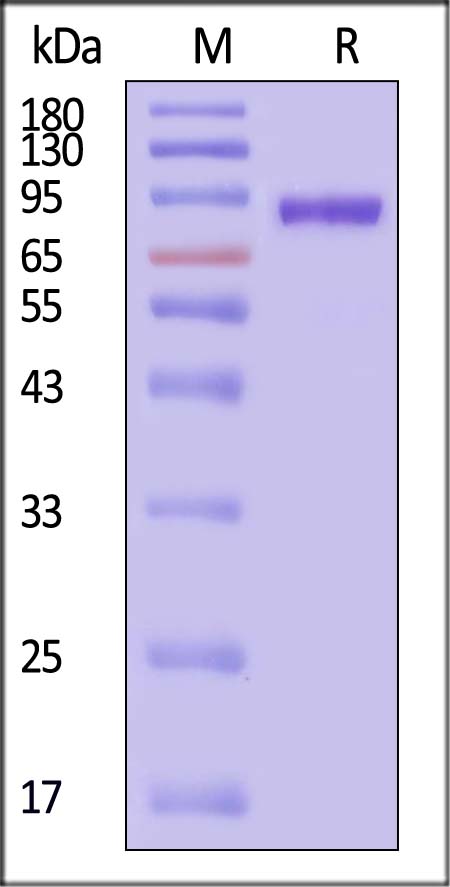 Glycoprotein SDS-PAGE