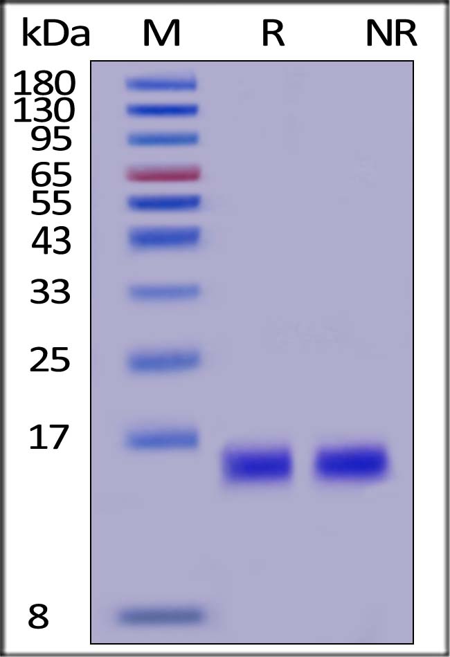 GMP Human BDNF Protein (E. coli)