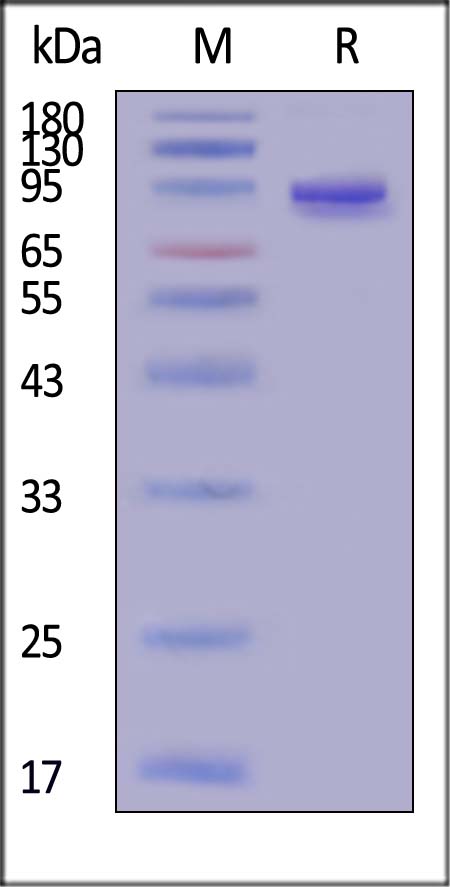 DLL4 SDS-PAGE