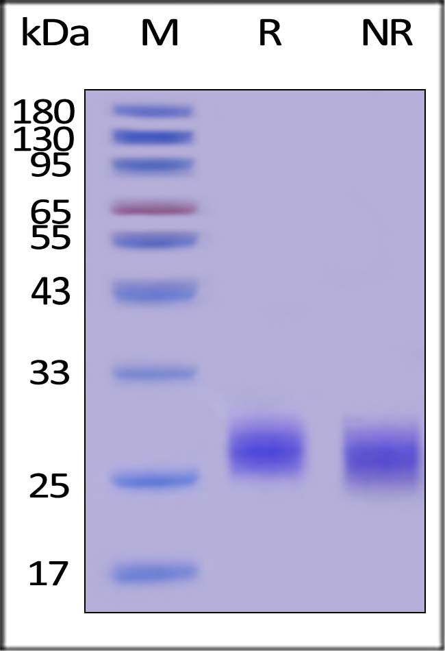 FGF-7 SDS-PAGE