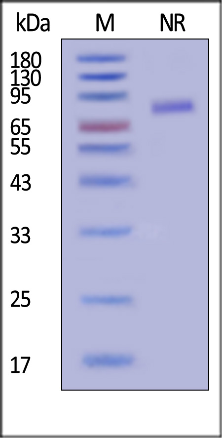 HGF SDS-PAGE
