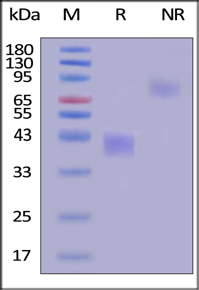 M-CSF SDS-PAGE