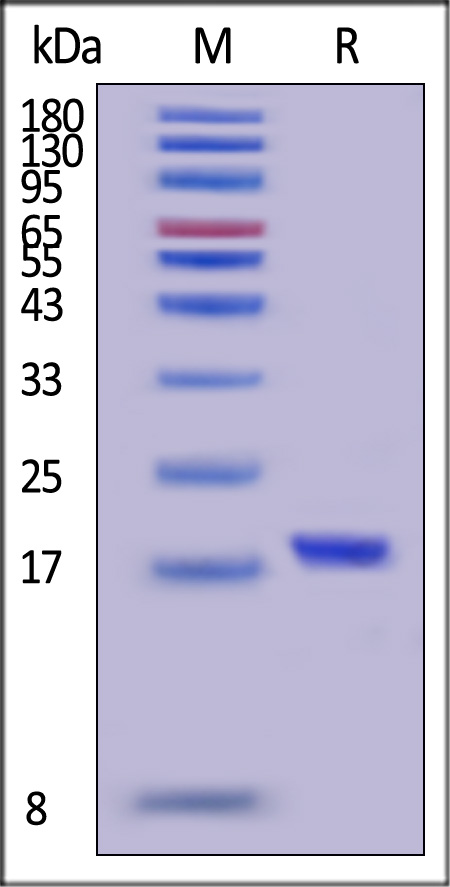 SCF SDS-PAGE