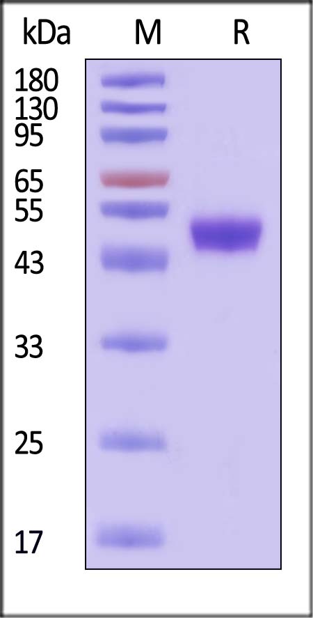 Gn protein SDS-PAGE