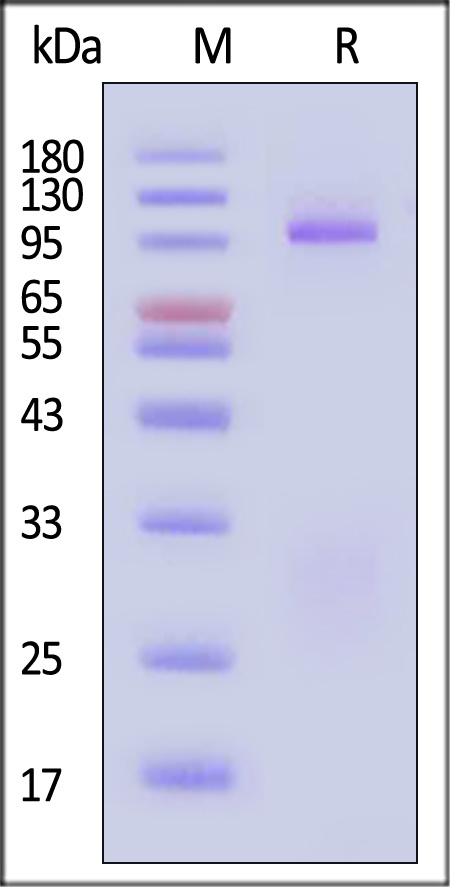 Envelope glycoprotein gp140/gp140 (HIV) SDS-PAGE