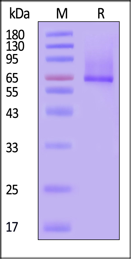 Glypican 1 SDS-PAGE