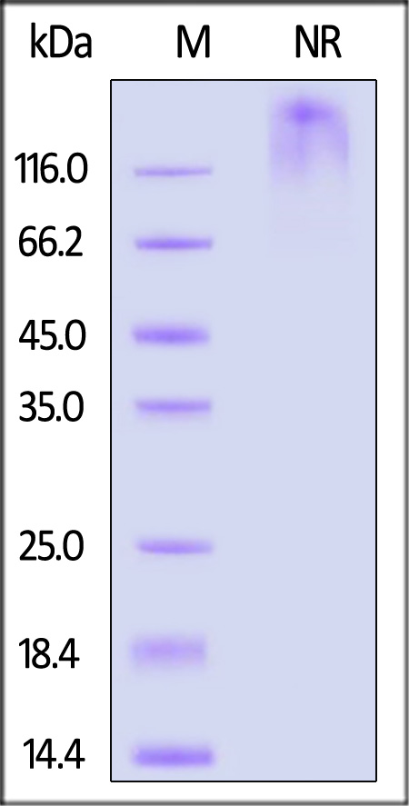 Glypican 2 SDS-PAGE