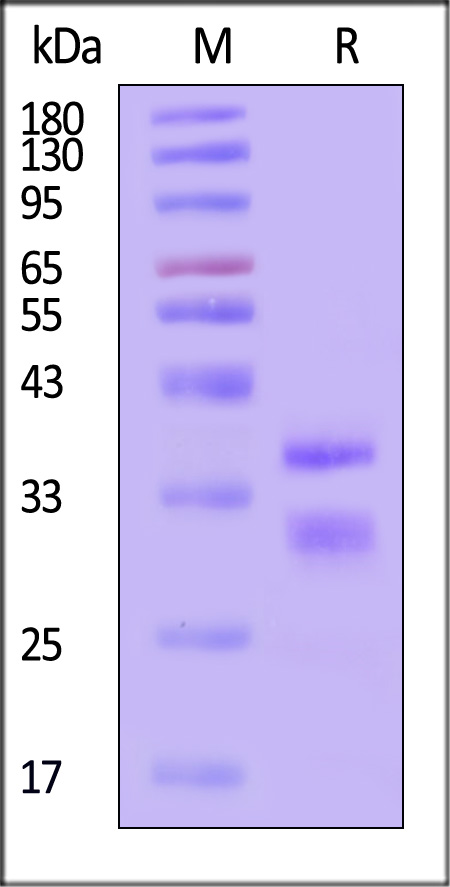 Glypican 2 SDS-PAGE