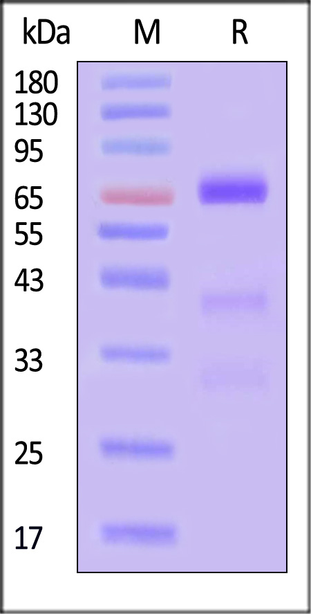 Glypican 3 SDS-PAGE