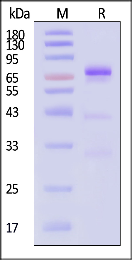 Glypican 3 SDS-PAGE